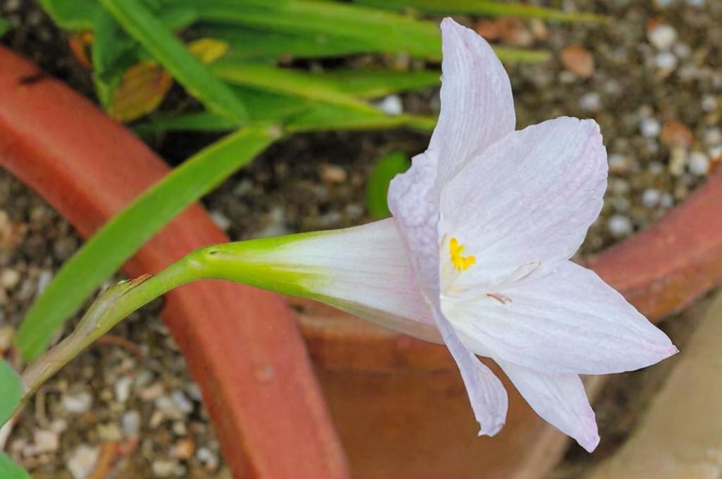 Habranthus robustus o lirio de lluvia: claves para que esté sano y bonito