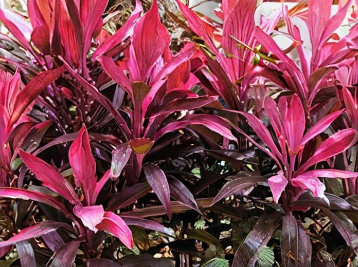 8 plantas con hojas rosadas que debes conocer