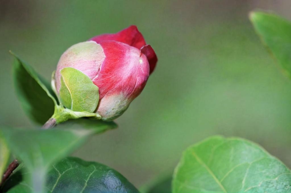 ¿Cómo cuidar un esqueje de camelia en agua?