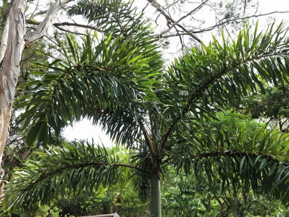 Wodyetia bifurcata: de las palmeras más bonitas