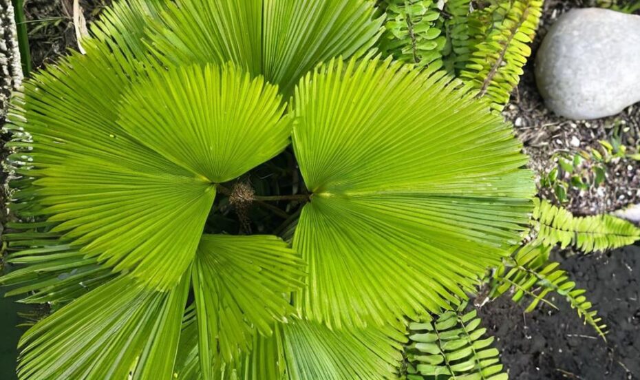 7 tipos de palmeras para salón que lo llenarán de vida