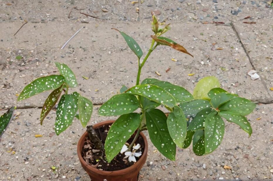 Cómo reproducir una begonia maculata