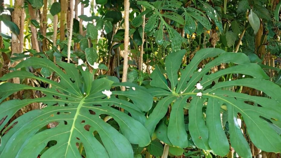 Consejos para tener una monstera perfecta