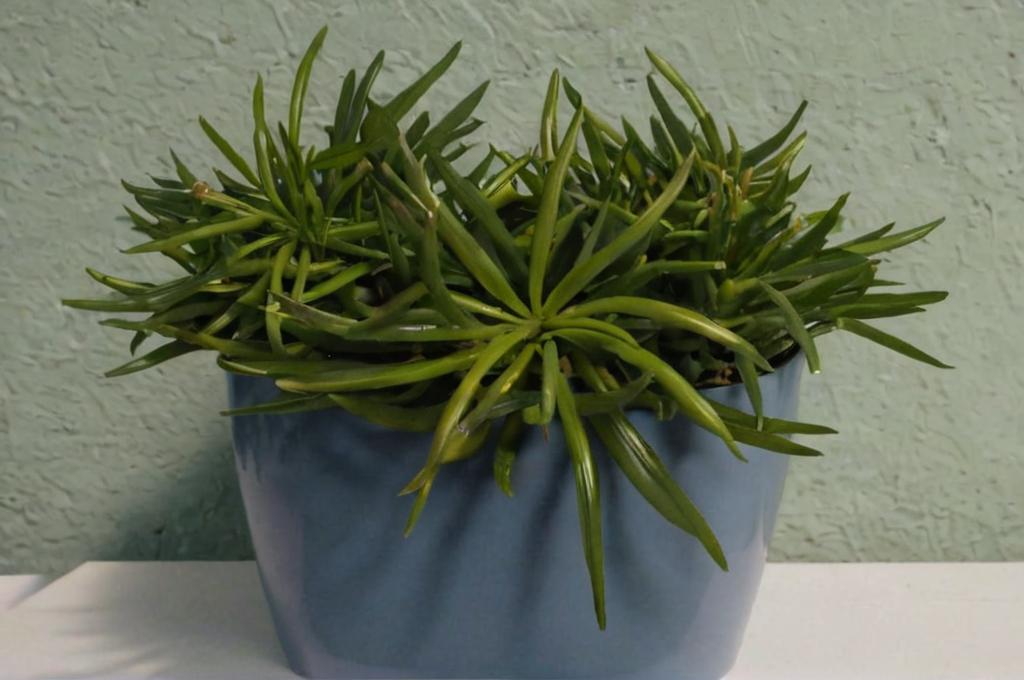 Senecio barbertonicus: características principales y cuidados