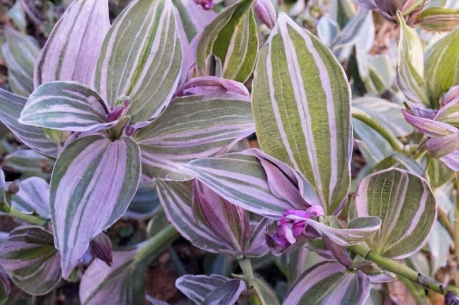 ¿Qué beneficios tiene la tradescantia?