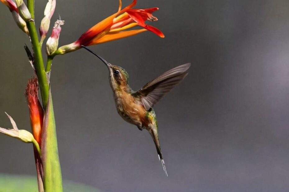 Plantas perfectas para un jardín silvestre