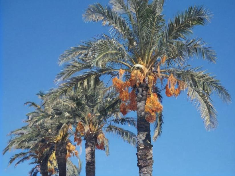 Palmeras: todo sobre estas plantas