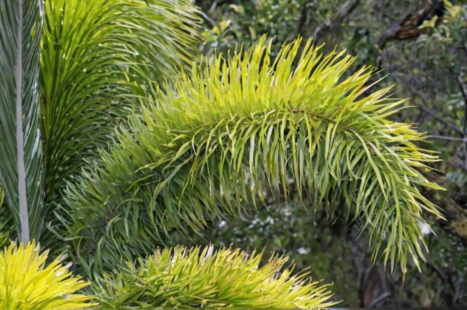 Wodyetia bifurcata: de las palmeras más bonitas