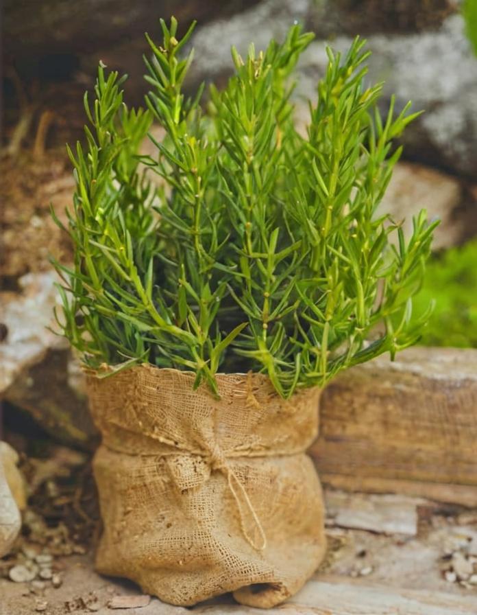 Plantas para atraer el amor