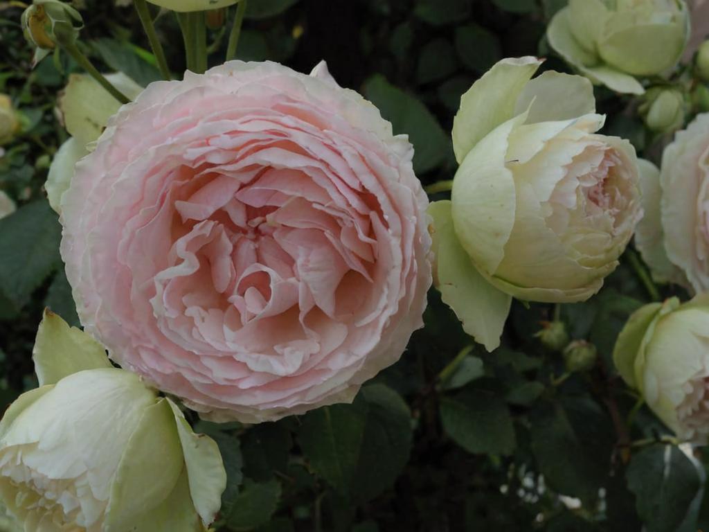 Rosa ‘Pierre de Ronsard’: características y cuidados principales