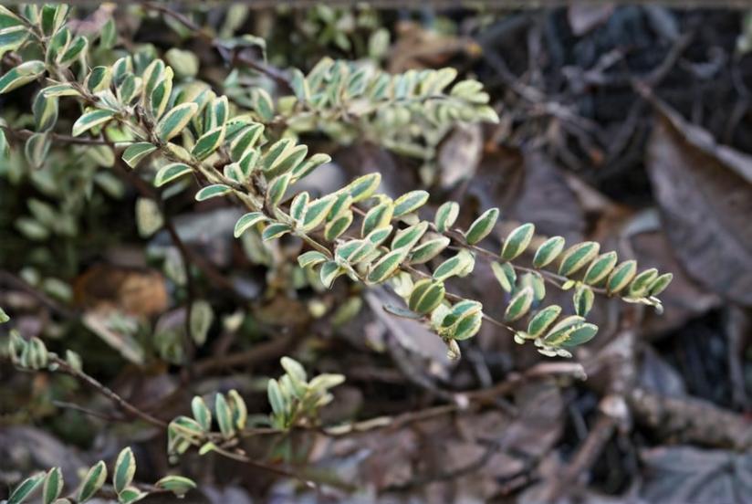 Madreselva de hoja (Lonicera nitida)