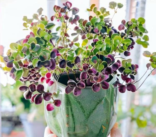 6 plantas que simbolizan suerte y gratitud