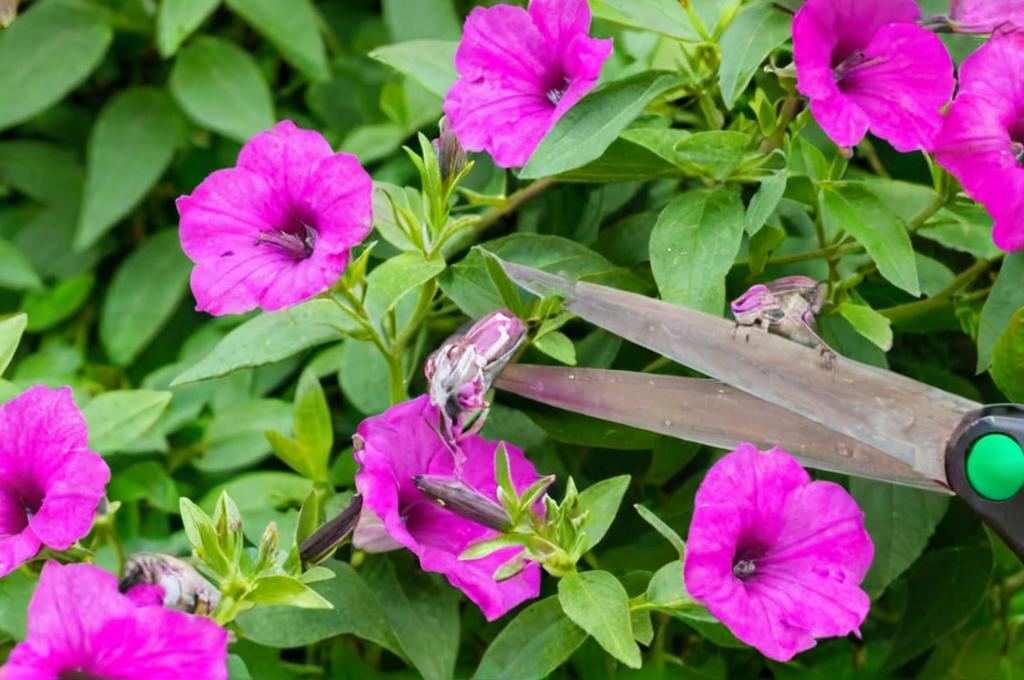 Significado de las Petunias y cuáles son sus propiedades