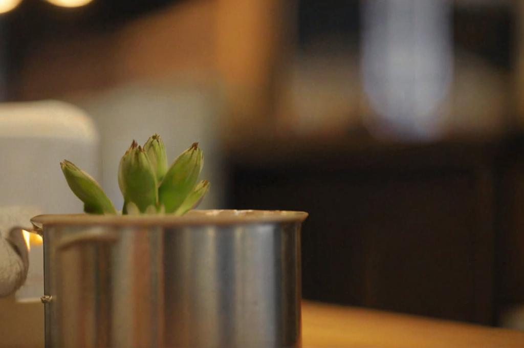 Decoración eco-friendly: suculentas y materiales reciclados