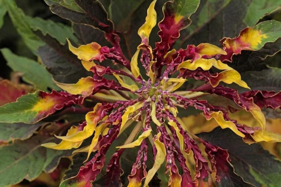 Amaranthus tricolor: características y cuidados más importantes