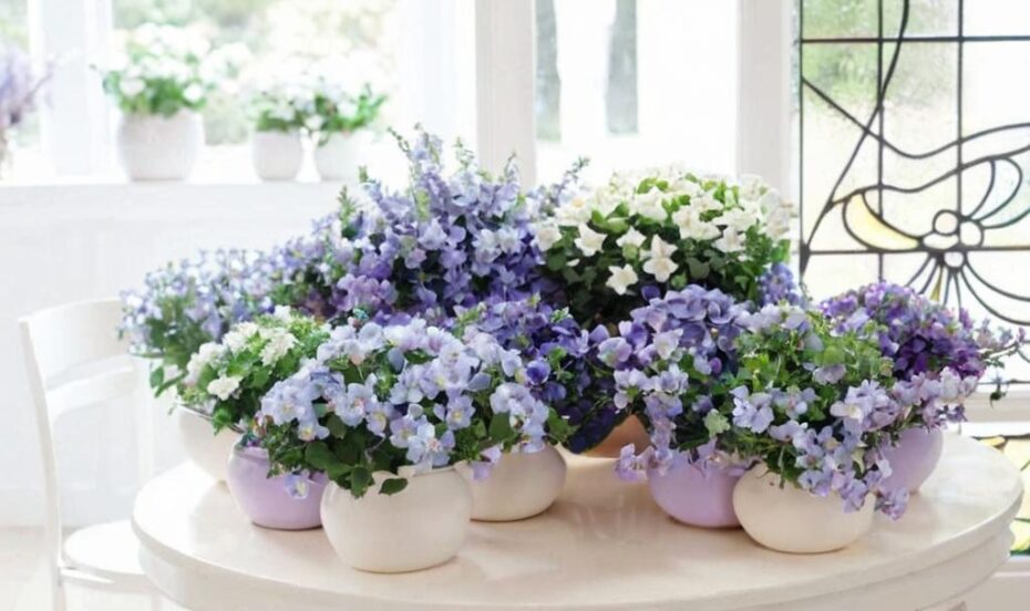 Descubre las 10 plantas que no necesitan agua y embellecen tu hogar