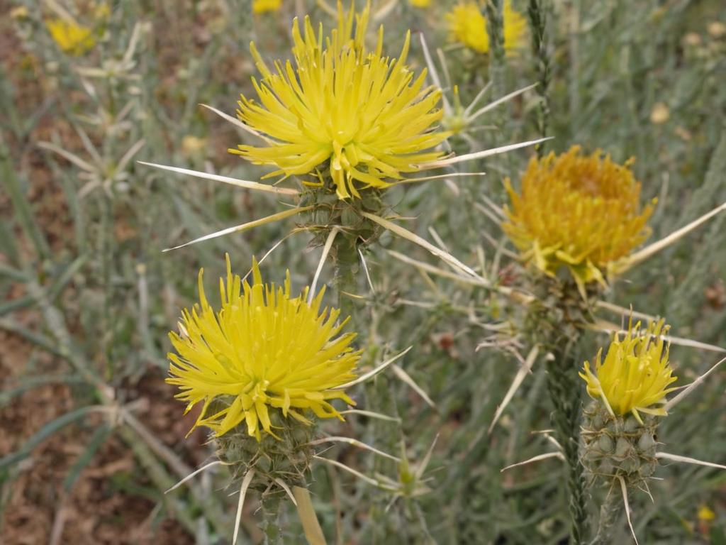 Flores amarillas silvestres
