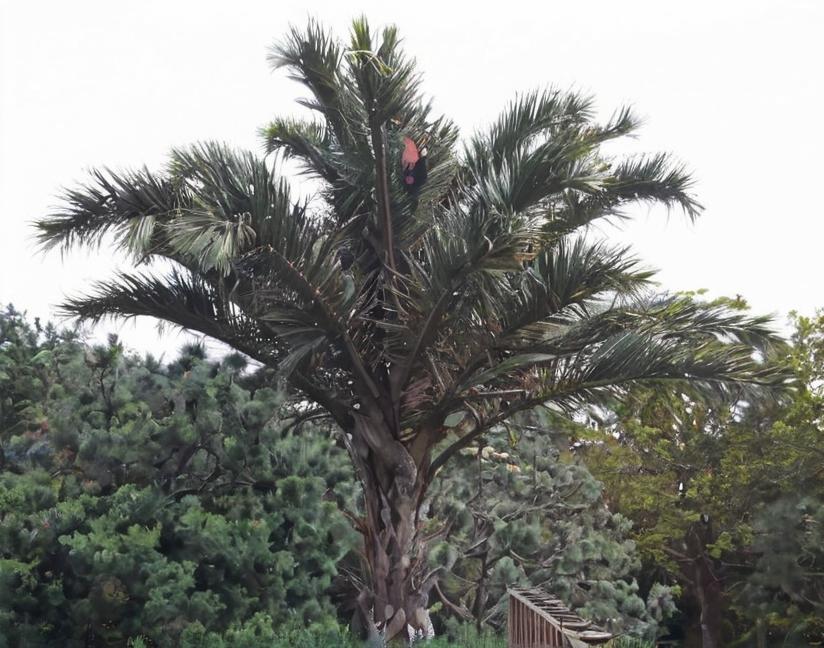 ¿Cuáles son los usos de las palmeras?