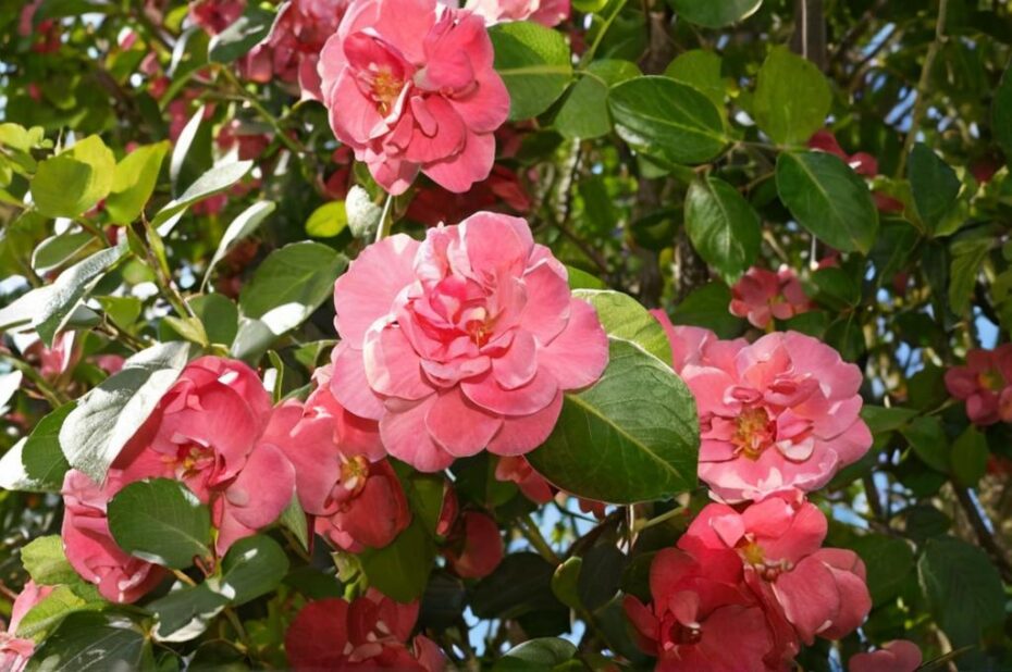 ¿Cómo cuidar un esqueje de camelia en agua?