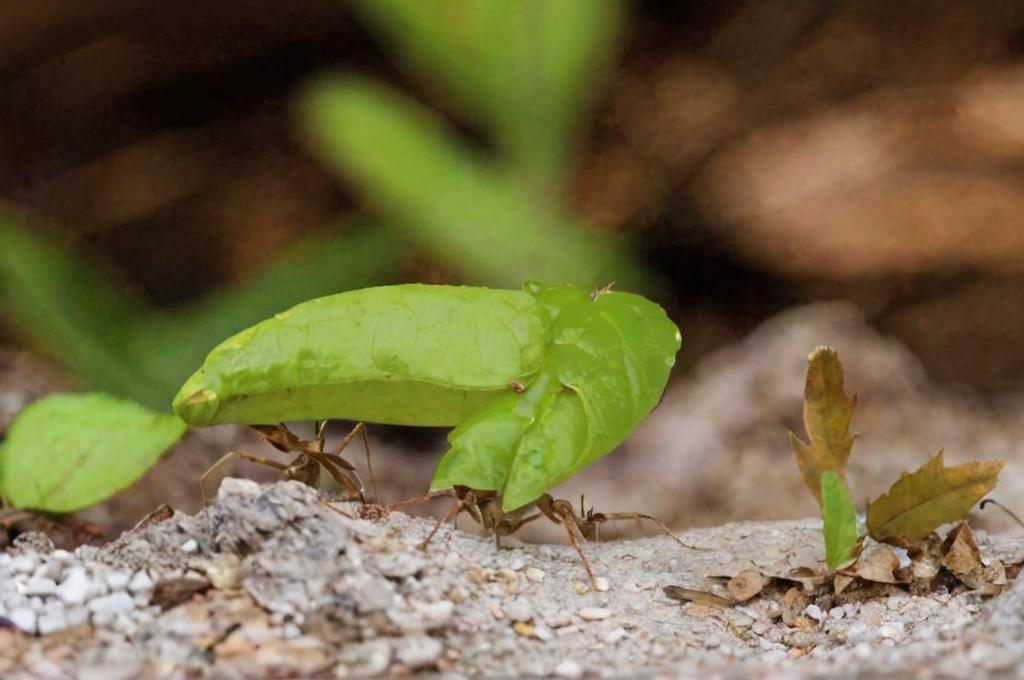Cómo eliminar las hormigas en la tierra de las plantas