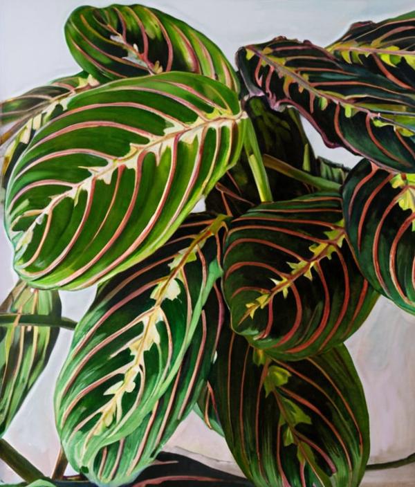 6 plantas que simbolizan suerte y gratitud