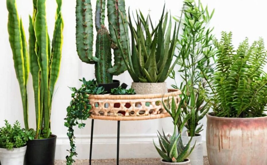 6 plantas que simbolizan suerte y gratitud