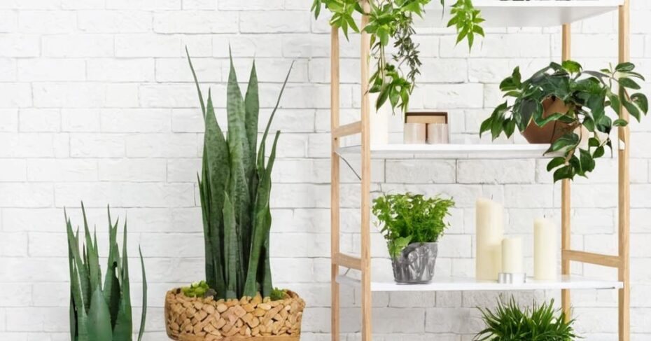 Descubre las 10 plantas que no necesitan agua y embellecen tu hogar