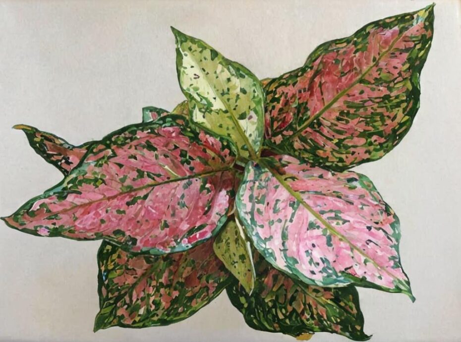 La ciencia y la función que hay detrás del pigmento rosado en algunas plantas de hojas rosas