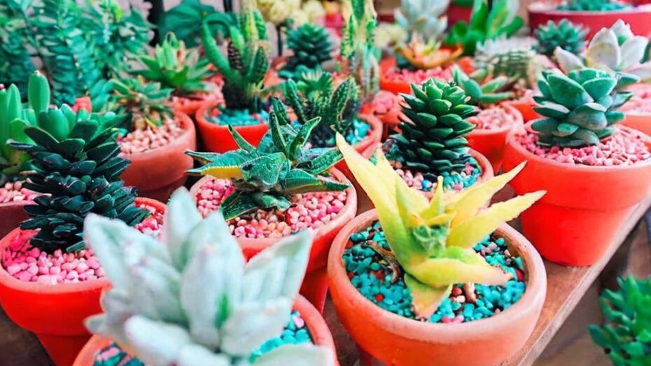 Descubre las 10 plantas que no necesitan agua y embellecen tu hogar
