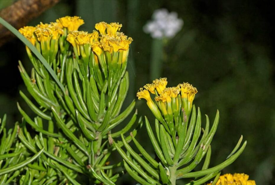 Senecio barbertonicus: características principales y cuidados