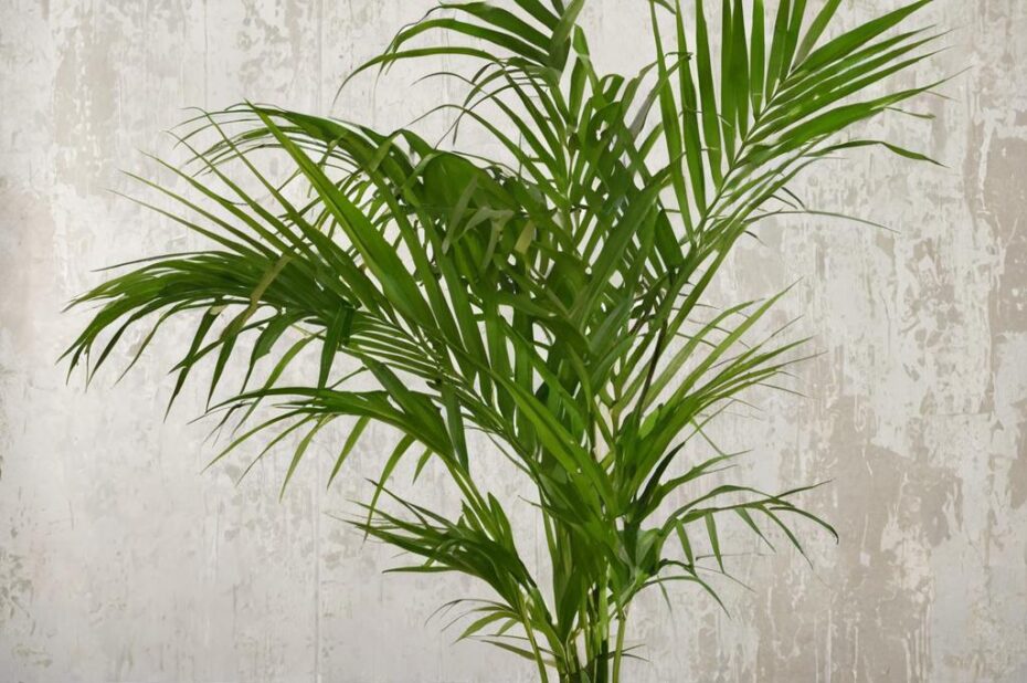 Descubre las 10 plantas que no necesitan agua y embellecen tu hogar