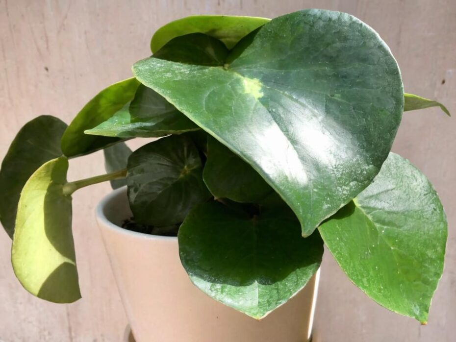 Cuál es el significado de la planta china del dinero y dónde colocarla