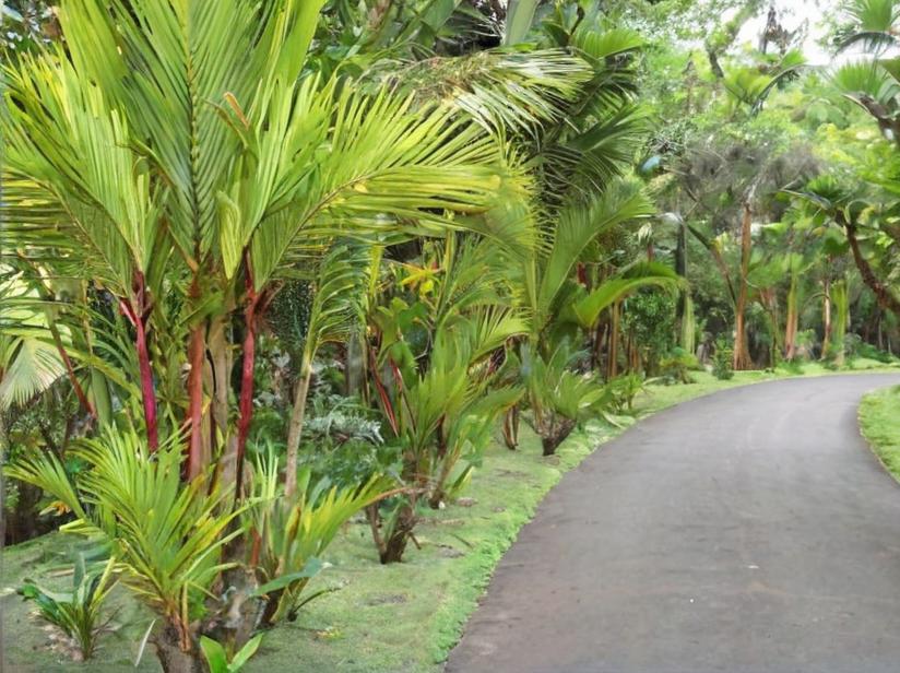 Palmeras: todo sobre estas plantas