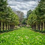 Palmeras naturales de exterior: cómo hacerte con las mejores