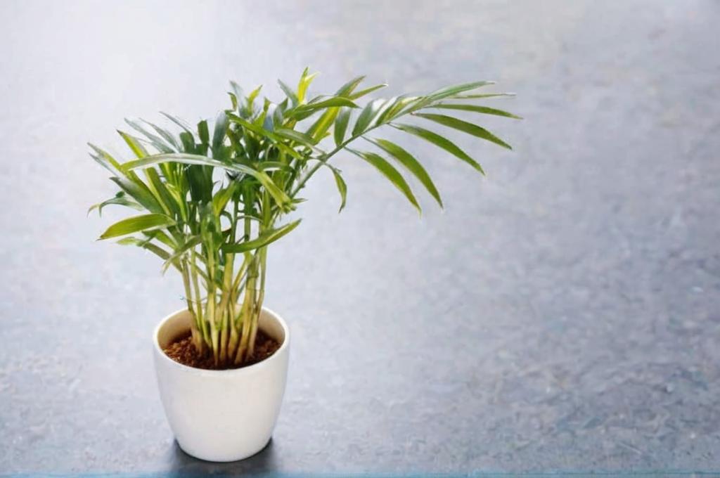 7 tipos de palmeras para salón que lo llenarán de vida