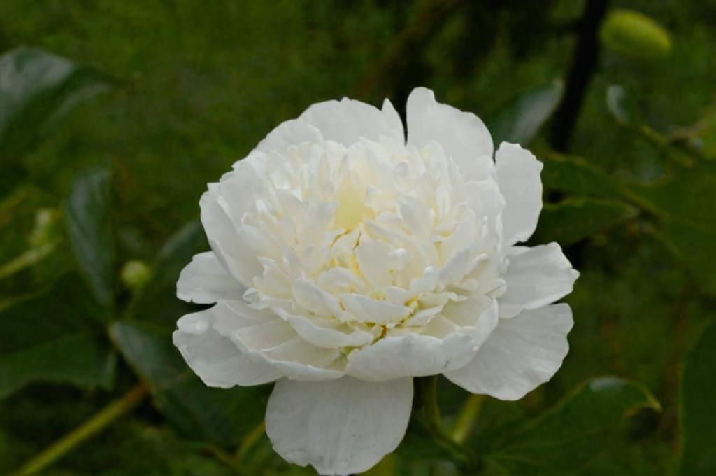 Peonias blancas: características y significado