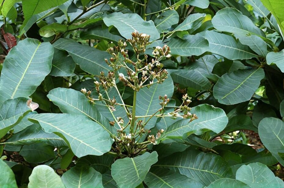Todo sobre el Anacardium excelsum