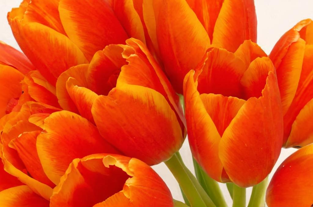 Tulipán Princesa Irene: todo lo que debes saber de él