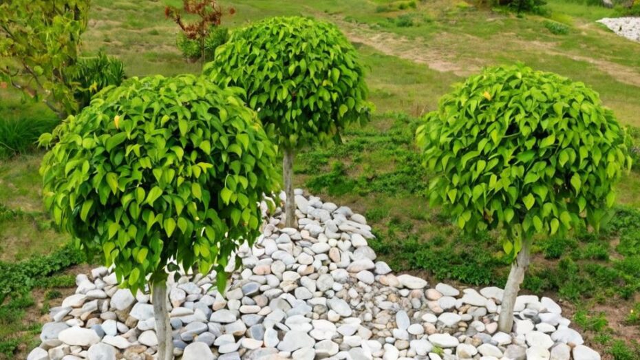 Cómo hacer que una planta crezca a lo ancho