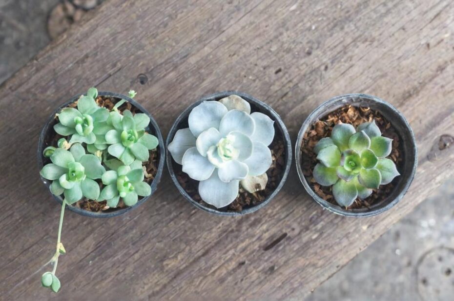 Los 5 errores más comunes al cultivar suculentas y cómo evitarlos