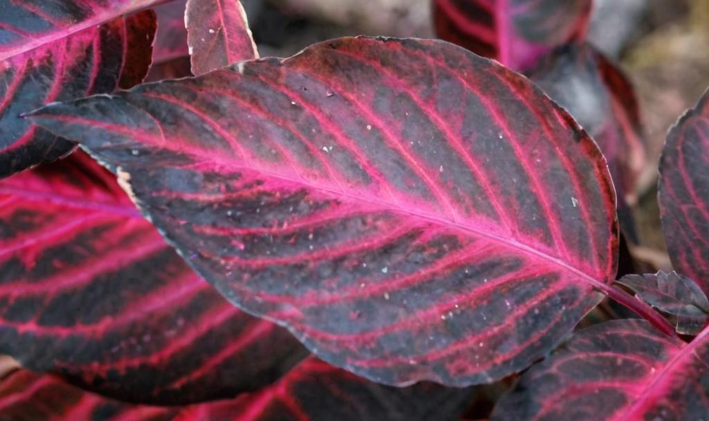 La ciencia y la función que hay detrás del pigmento rosado en algunas plantas de hojas rosas