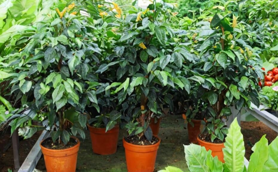 Descubre las 10 plantas que no necesitan agua y embellecen tu hogar