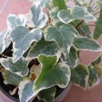 7 plantas de interior que necesitan poca luz 7 plantas de interior que necesitan poca luz