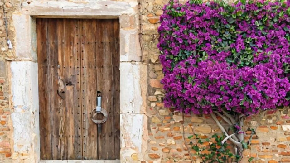 6 Plantas trepadoras para la entrada de casa
