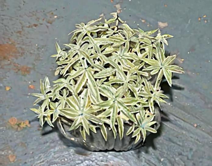 Plantas para atraer el amor
