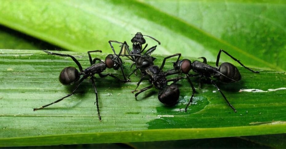 Cómo eliminar las hormigas en la tierra de las plantas