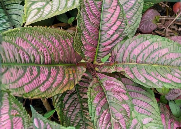 8 plantas con hojas rosadas que debes conocer