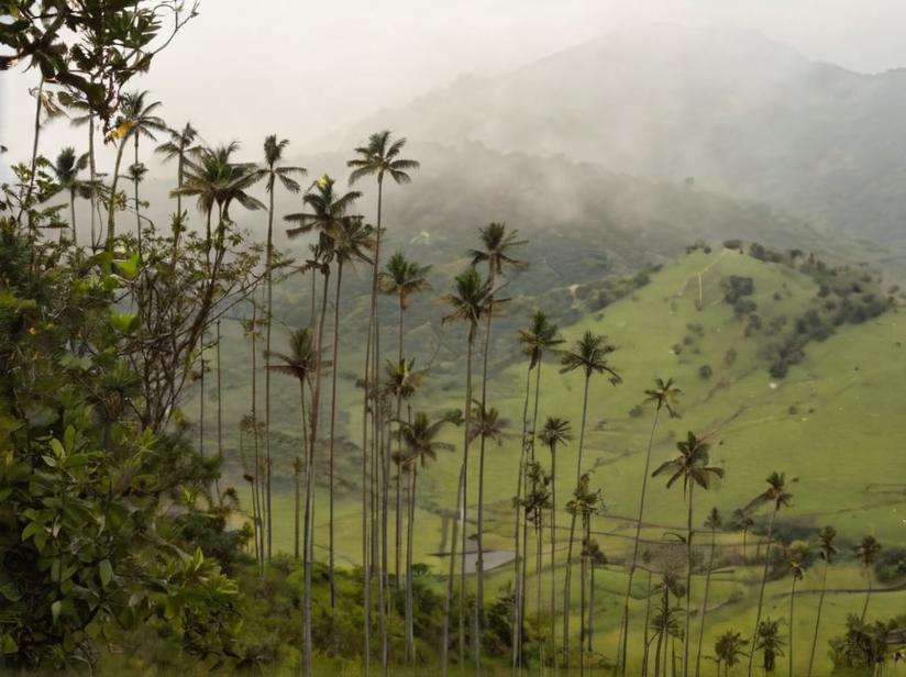 Palmeras: todo sobre estas plantas