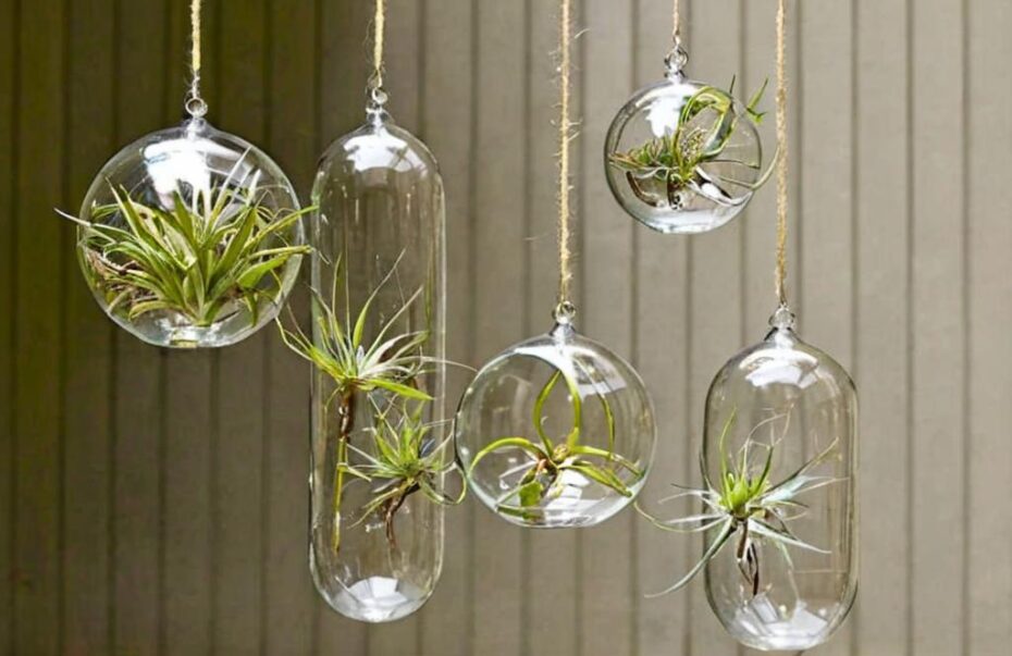 9 Ideas originales para regalar plantas de aire a tus invitados de boda