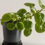 ¿Cuáles son las enfermedades de la planta del dinero? ¿Cuáles son las enfermedades de la planta del dinero?